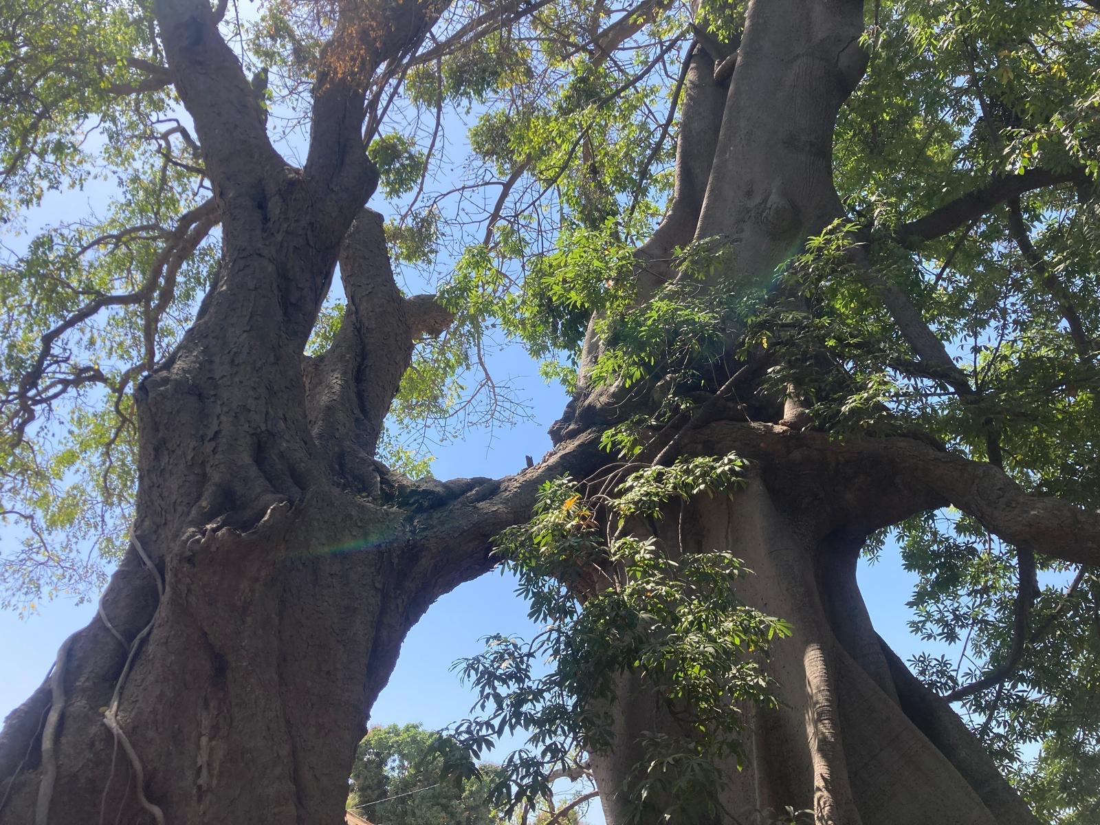 Grandir au Sénégal